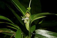 Ayotox 0694 Commelina rufipes var. glabrata.jpg