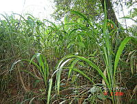 FZ002 Trip Chiap 0044 Tripsacum.jpg