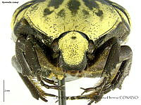 SAZH0337 Gymnetis thula.jpg