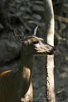 MASM04992 Mazama americana.jpg
