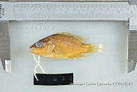 SGQ1428 Lutjanus argentiventris.jpg