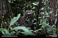 Leopardus-wiedii_Roberto Pedraza.jpg