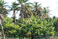 LH002 hum 0426 Cocos nucifera, Coccoloba uvifera.JPG