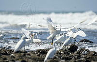 AAKVDH 0148 Egretta thula; Eudocimus albus.JPG