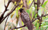 MGaves 2744 Turdus migratorius.jpg