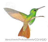 MAPM0812 Amazilia beryllina ssp. devillei.jpg