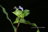 Yolox 2056 Commelina erecta.jpg