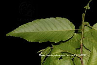 ME010 MJyAS 0108  Carpinus tropicalis (Donn. Sm.) Lundell, 1939.JPG