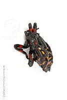 IMDOC3426 Thasus gigas.jpg