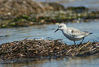 LRCP0057 Calidris alba.jpg