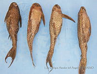 LEAdA051 Pterygoplichthys pardalis.jpg