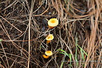 ZAPF 0807 Hygrophoropsis aurantiaca.jpg