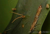 OIEA0007 Cactoblastis cactorum.jpg