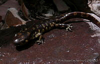 RHLFQ016-3 Ambystoma rosaceum.jpg