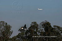 IMDOC3803 Pelecanus erythrorhynchos.jpg