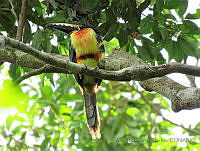 MCS120 Pteroglossus torquatus.JPG