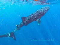 IMDOC6045 Rhincodon typus.jpg