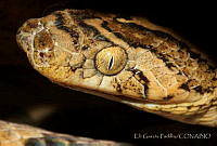 EGP0428 Trimorphodon biscutatus.jpg