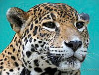 MCS101 Panthera onca.JPG