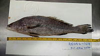 RE006 0037 Totoaba.tif