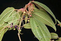 Huitz 2068 Miconia moorei Wurdack.jpg