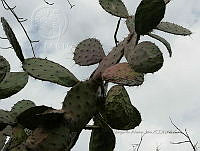 RG016 0469 Opuntia excelsa.jpg