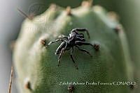 ZAPF0501 Paraphidippus aurantius.jpg