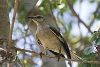 JRRO0096 Mimus polyglottos.jpg