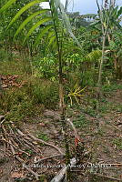 SG019 0309 Chamaedorea tepejilote.jpg