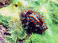 CMGV0025 Jenneria pustulata.jpg