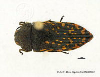 EFM0009 Acmaeodera venusta.JPG