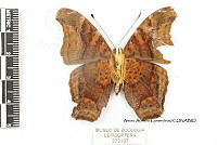 JF018 0087 Hypanartia dione disjuncta.jpg