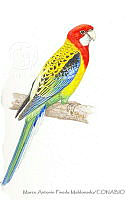 MAPM1135 Platycercus eximius.jpg