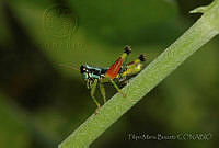FMB0008 Oaxaca colorata.jpg