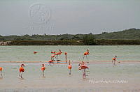 FBA0935 Phoenicopterus ruber.jpg