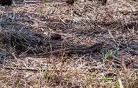 CGL5247 Aspidoscelis exsanguis.jpg