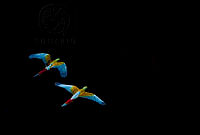 3. Guacamaya Verde (Ara militaris)_MiguelASicilia.jpg