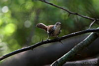 MGaves 2690 Thryothorus pleurostictus.jpg