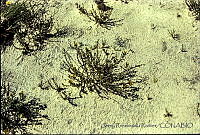 1256 Dalea eriophylla var. frankenioides.jpg