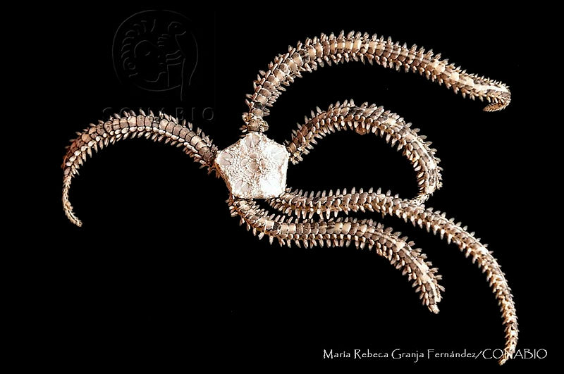 MRGF0034%20Ophiophragmus%20papillatus.jpg.jSf4kLr1MZnpBYNhQA3g0JtbmFja29CbnFuZ3NAbXJ6LGtwZwA. Tdasuoif3