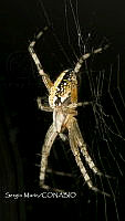 SM0321 Neoscona oaxacensis.jpg