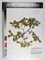 JAdNV0552 Heteropterys brachiata.JPG