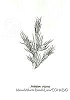 MARL0057 Archidium ohioense.jpg