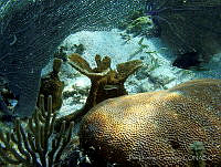 JDCB0212 Siderastrea siderea.jpg