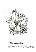 MARL0247 Diphyscium foliosum.jpg