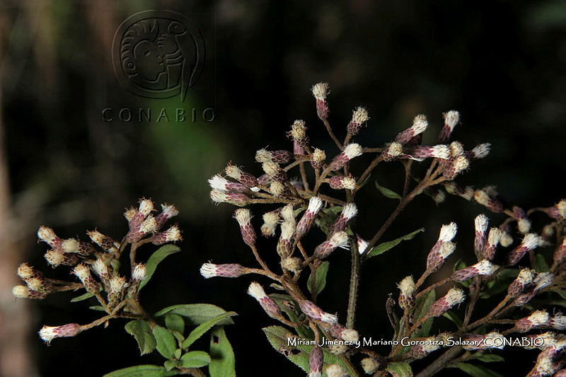 Zautla%200954%20Baccharis%20serrifolia.jpg.nSiYnor0MdFllUVjQA3g0JtbmFja29CbnFuZ3NAbXJ6LGtwZwA.AUtJ oO3nq