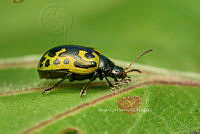 SM0571 Calligrapha signatipennis.jpg