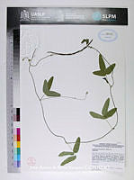 JAdNV0277 Cologania broussonetii.JPG