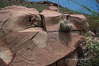 3R 01260 Echinocereus schereri.jpg