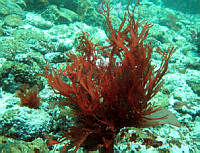 RRR266 Sarcodiotheca furcata.jpg
